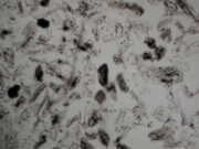 Skhq火山灰 顕微鏡写真(1)のイメージ